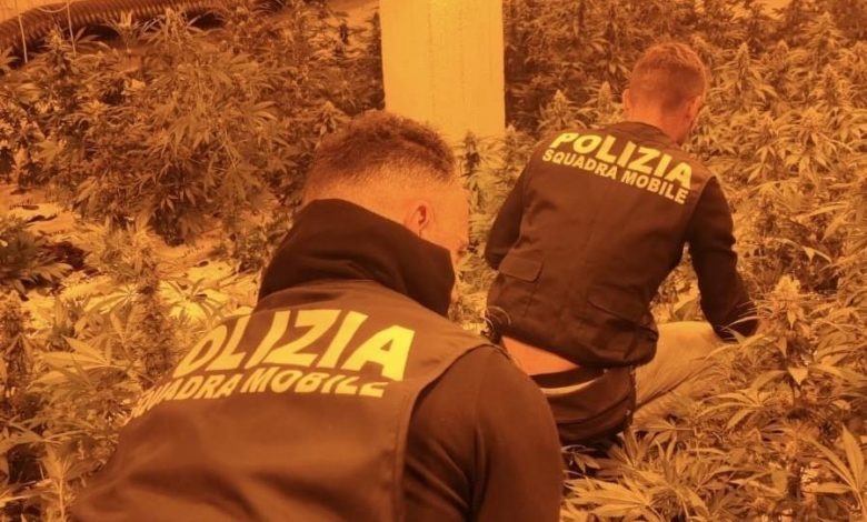 Video. Niscemi, polizia sequestra 140 kg. di marijuana: 1100 piante coltivate in una serra indor all’interno di uno stabile del centro storico